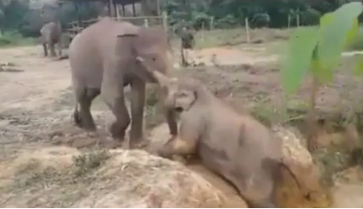 Elephant pulling one up